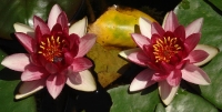 DSC08526.JPG
