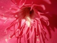 DSC09211.JPG