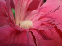 DSC09217.JPG