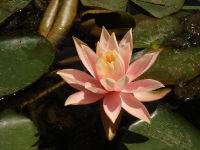 dsc08509.jpg