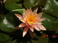 dsc08511.jpg