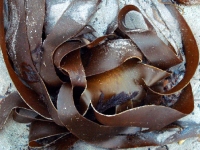dsc00044.jpg