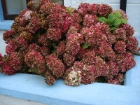 dsc01016.jpg